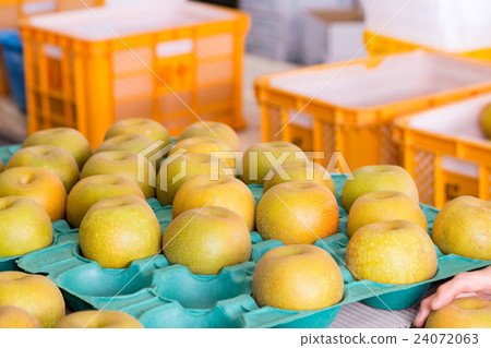 Pears before shipment Harvested pears Autumn taste fruit fruits Japanese pears a lot Pears before shipment Harvested pears Autumn taste fruit fruits Japanese pears a lot 24072063