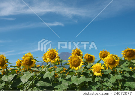 Sunflower and Mt. Fuji 24072077