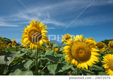 Sunflower and Mt. Fuji Sunflower and Mt. Fuji 24072078