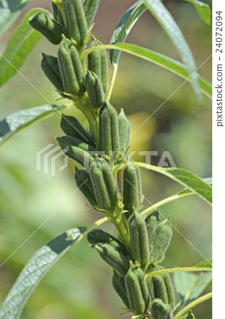 Fruit of Sesame Fruit of Sesame 24072094