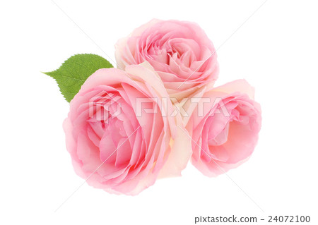 Rose Pierre de Ronsar 24072100