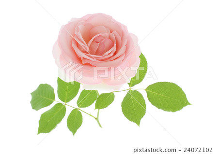 Rose Pierre de Ronsar 24072102