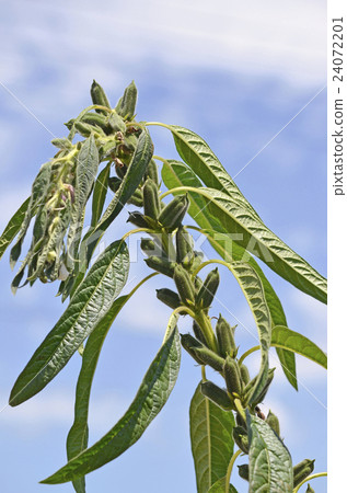 芝麻的果實 24072201