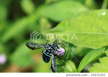 Rurimon beech 2 - ⑨ 24072265