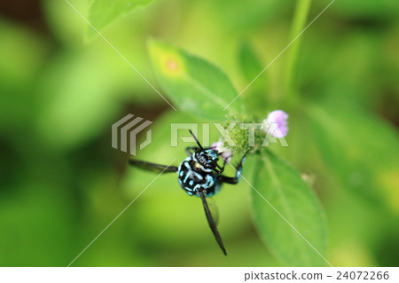 Rurimon beech 2 - ⑩ 24072266