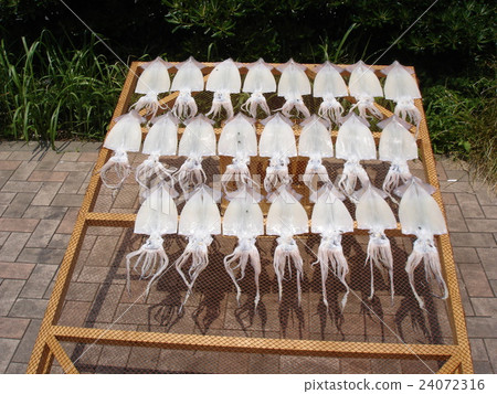 幹魷魚 幹魷魚 24072316