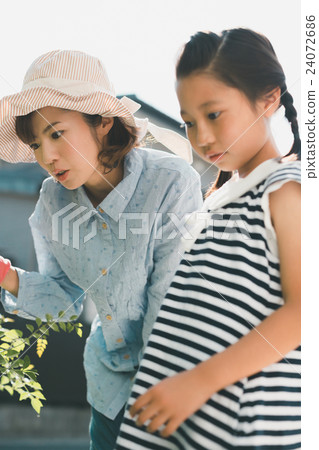 父母和小孩 親子 梣樹 24072686
