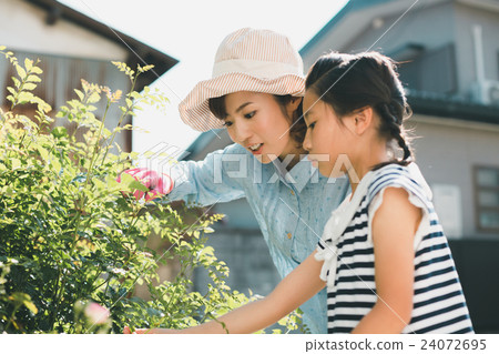 父母和小孩 親子 梣樹 24072695