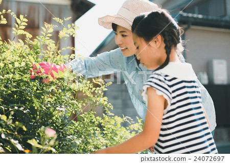 父母和小孩 親子 梣樹 24072697