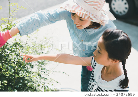 parenthood, parent and child, fraxinus griffithii 24072699