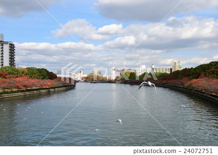 Cherry blossoms in Aqueduct Osaka Okawa Autumn leaves and garland 24072751