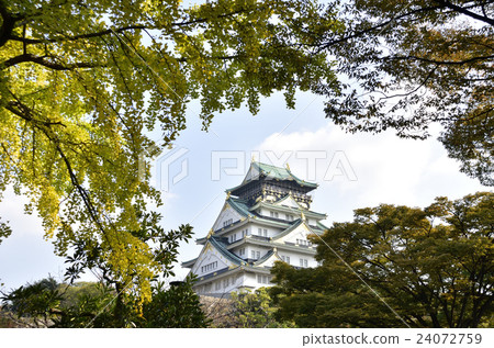 Osaka Castle castle tower and ginkgo 24072759