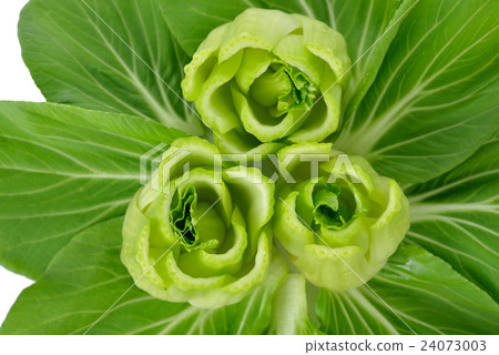 stem of fresh baby Bok choy (Chinese cabbage) stem of fresh baby Bok choy (Chinese cabbage) 24073003