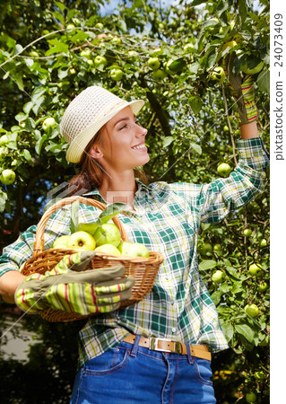Woman with basket full of ripe apples Woman with basket full of ripe apples 24073409