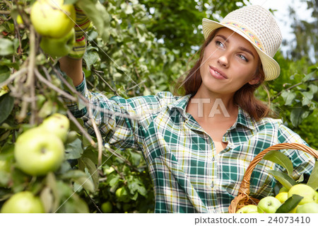 Woman with basket full of ripe apples Woman with basket full of ripe apples 24073410