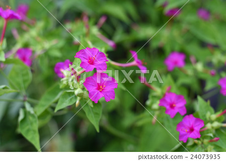 Osloi burner 24073935