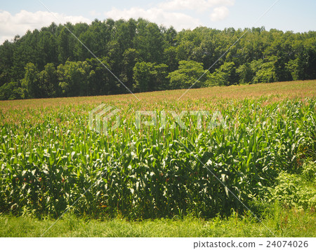 Hokkaido Niseko corn field Hokkaido Niseko corn field 24074026