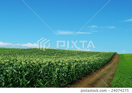 Hokkaido corn field and blue sky 24074275