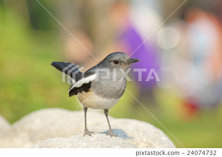 Beautiful black and white bird 24074732