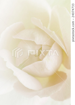 flower on soft pastel color in blur style 24074733