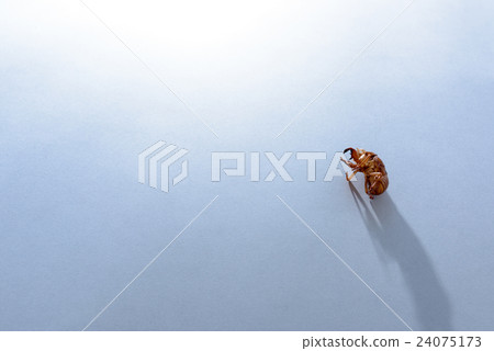 Cicada shell 24075173