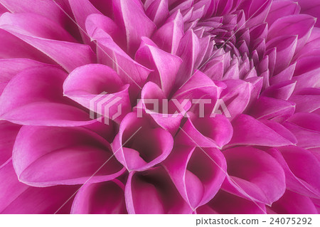 Purple flower petals, macro of chrysanthemum 24075292