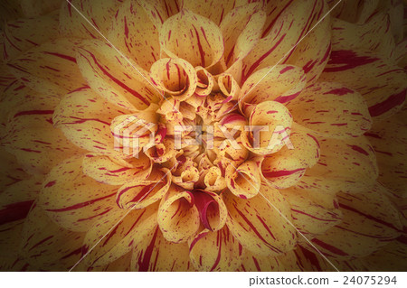 Yellow flower petals, macro of chrysanthemum 24075294