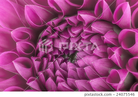 Purple flower petals, macro of chrysanthemum 24075546