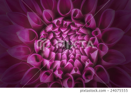 Purple flower petals, macro of chrysanthemum 24075555