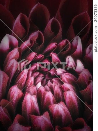 Dark red flower petals, macro of chrysanthemum 24075556