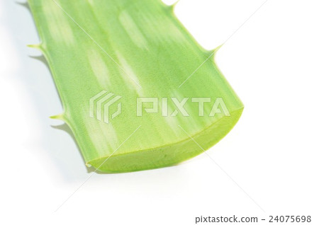 Aloe white background 24075698