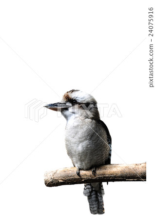 Isolated laughing kookabura sitting on a branch 24075916