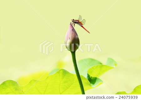 Lotus and dragonfly 24075939