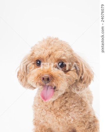 笑玩具貴賓犬 笑玩具貴賓犬 24076079