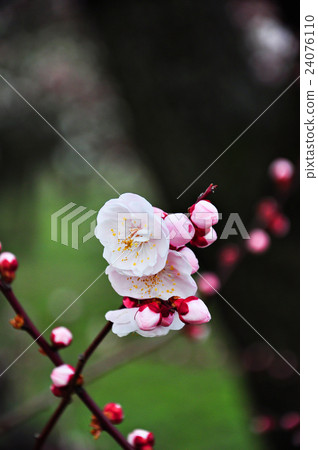 Blossoming Japanese plum flowers 24076110