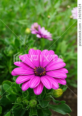 時尚的非洲雛菊 時尚的非洲雛菊 24076524