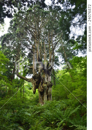 [Oki] Breast cedar from Iwakura 24076872