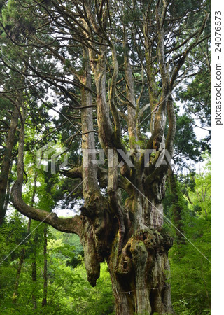 [Oki]岩倉縣的雪松 24076873