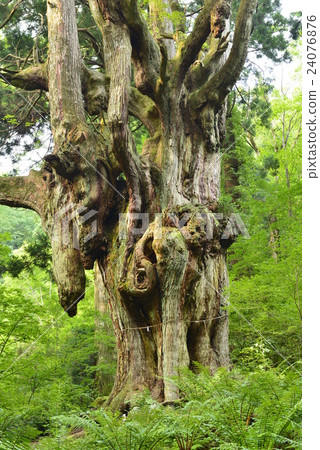 [Oki] Breast cedar from Iwakura 24076876