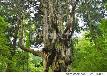 [Oki] Breast cedar from Iwakura 24076893