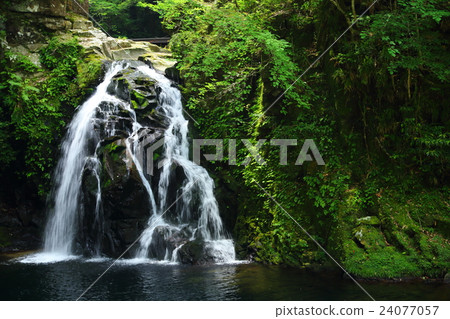 Red-eye Shimpaku-taki Waterfall Senju Waterfall (Mie) Red-eye Shimpaku-taki Waterfall Senju Waterfall (Mie) 24077057