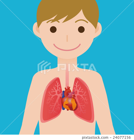 Human heart image illustration Human heart image illustration 24077156