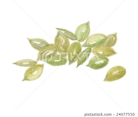 Pumpkin seed 24077550