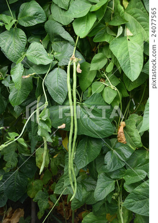 長豇豆樹 24077565