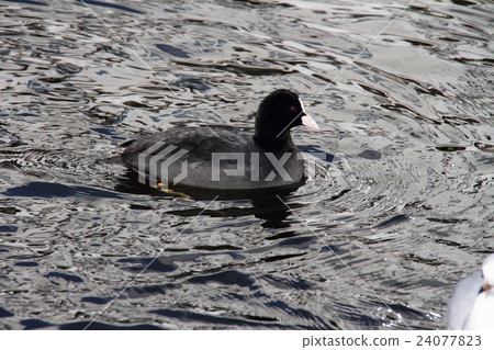 Ooh Van 03 Ooh Van 03 24077823