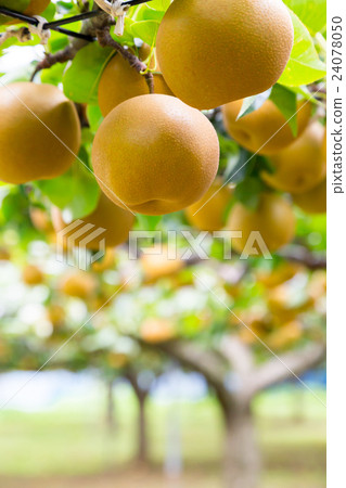 Pear tree living on pear tree before shipment Fruit fruits in autumn A lot of Japanese pears 24078050