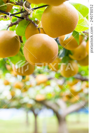 Pear tree living on pear tree before shipment Fruit fruits in autumn A lot of Japanese pears Pear tree living on pear tree before shipment Fruit fruits in autumn A lot of Japanese pears 24078052