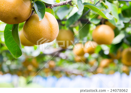 Pear tree living on pear tree before shipment Fruit fruits in autumn A lot of Japanese pears Pear tree living on pear tree before shipment Fruit fruits in autumn A lot of Japanese pears 24078062