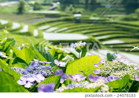 Chihaya赤坂村Akasaka水稻梯田和繡球花 24078183