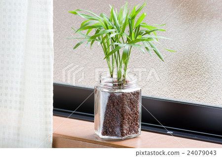 Hydro culture with empty bottle Hydro culture with empty bottle 24079043